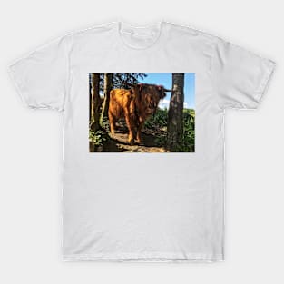 Scottish Highland Cattle Calf 2050 T-Shirt